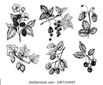 Berries sketch. Cherry, blackberry, blac currant, raspberry. Hand drawn converted to vector. Isolated.