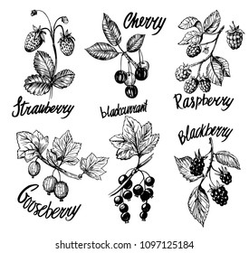 Berries sketch. Cherry, blackberry, blac currant, raspberry. Hand drawn converted to vector. Isolated.