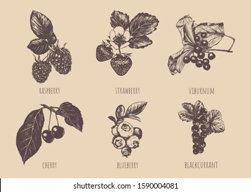 Berries sketch drawing. Collection of berries. Set of berries vector illustration.