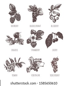 Berries sketch hand drawing. Collection of berries vector illustration. Set berries. Raspberry, strawberry, currant, wild rose,  cranberry, cherry, blueberry, dogrose, rowan, viburnum