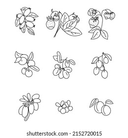 berries sketch outline isolated vector illustration set