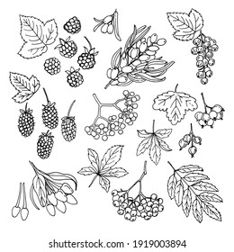 Berries sketch vector food. Blackberry, Currant, sea buckthorn, maiden grapes, mountain ash, goji, boysenberry, jostaberry