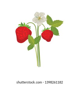 Berries and strawberry flower on the stem. Vector illustration on white background.