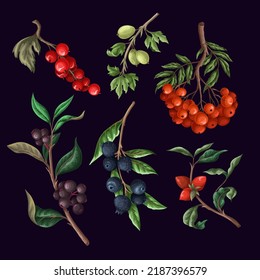 Berries, such as rowan, blueberries and other isolated. Vector