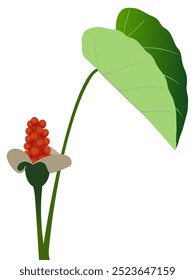 Berries of taro plant with leaf on white background