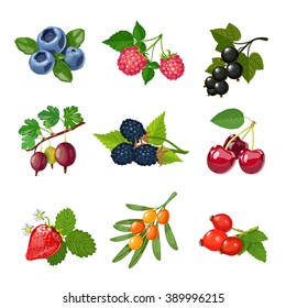 Berries of trees and shrubs set with green leaves isolated vector illustration