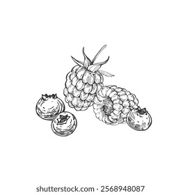 Berries vector black and white illustrations hand drawn with ink. Leaves, berries of raspberry and bilberry on a white background. Isolated elements for label design