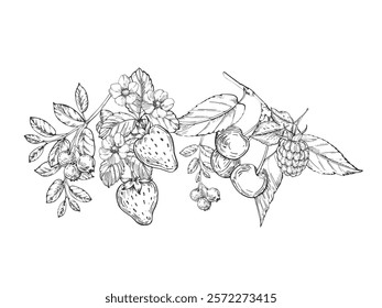 Berries vector black and white illustrations hand drawn with ink. Leaves, berries and flowers of strawberry, cherry, bilberry on a white background. Template for label design