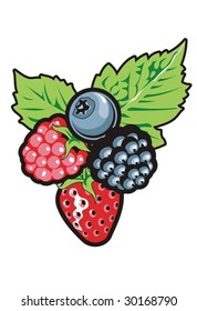 Berries vector illustration