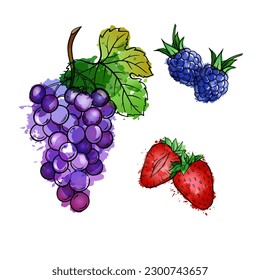 Berries, vector set hand drawn sketch watercolor illustration on white background.