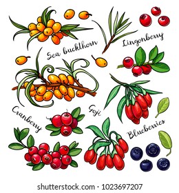 Berries vector set: sea buckthorn, lingonberry, cranberry, goji, blueberry. Hand drawn collection for design, isolated on white