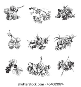 Berries vector set sketches illustration, raspberry, currant, strawberry, briar, cowberry, rowan, olives, blueberry, hawthorn