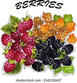 Berries en un conjunto de vectores.Borra bayas en un fondo transparente en un conjunto de vectores de color.