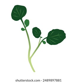 berro, berro planta, watercress isolated on white background