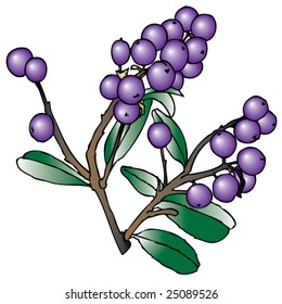 berry