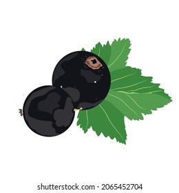 grosella negra dibujada esquemáticamente en un clipart de fondo blanco en el vector