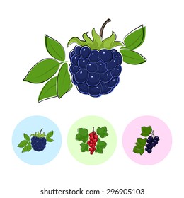 Berry Blackberry   on White Background , Set of Three Round Colorful Icons Blackberry, Redcurrant and Blackcurrant , Vector Illustration