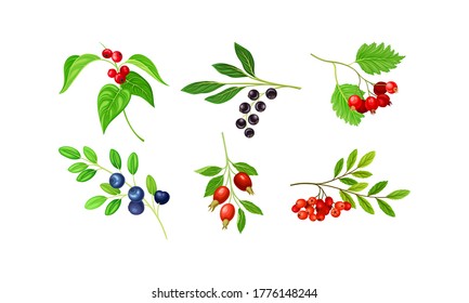 Berry Branches with Leaves Isolated on White Background Vector Set