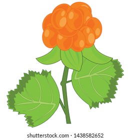 Berry cloudberry on white background is insulated