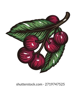 Berry Cluster gravierte botanische Element mit runden Beeren, gebogenen Stängeln und strukturierten Blättern in handkolorierten Gravur Stil. Vintage botanische Gravur mit detaillierter Linienführung. Vektorgrafik