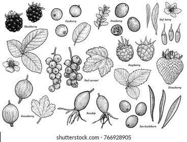 Berry collection illustration, drawing, engraving, ink, line art, 
vector