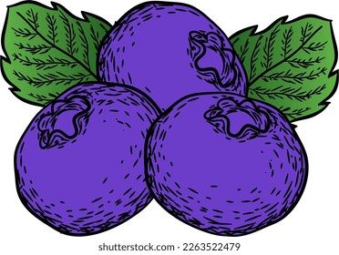 Berry color Hand drawn vector set. Fruit botany illustration. Berries engraving doodle sketch etch line. Currant, raspberry, strawberry, blueberry, cherry on white background. Dessert ingredient