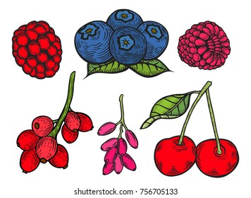 Berry color Hand drawn vector set. Fruit botany illustration.