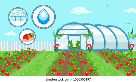 Berry Cultivation Farming Technology Illustration. Ripe Strawberries, Fruits Harvest. Summer Crop Growing in Field. Agriculture, Horticulture Industry. Flowers, Bushes in Cartoon Hothouse