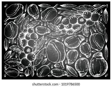 Berry Fruit, Illustration Background of Hand Drawn Sketch of Blueberries and Red Mombin on Black Chalkboard. High inVitamin K, Vitamin C, Vitamin B and Minerals Tablet, Essential Nutrient for Life.
