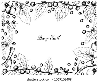 Berry Fruit, Illustration Frame of Hand Drawn Sketch of Jackal Jujube or Ziziphus Oenoplia and Acerola Cherries or Malpighia Emarginata Fruits Isolated on White Background. 

