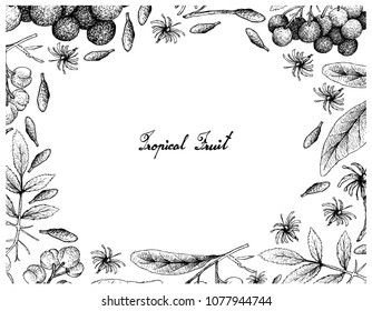 Berry Fruit, Illustration Frame of Hand Drawn Sketch of American Elder or Sambucus Canadensis and Acronychia Pedunculata Fruit Isolated on White Background. 