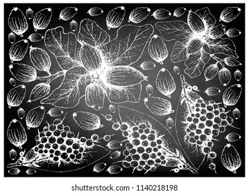 Berry Fruit, Illustration Frame of Hand Drawn Sketch of False Black Pepper or Embelia Ribes and Peumo, Chilean Acorn or Cryptocarya Alba Fruits on Black Chalkboard.