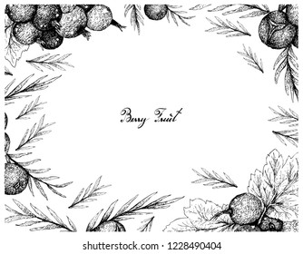 Berry Fruit, Illustration Frame of Hand Drawn Sketch of Jostaberries and Juniper Berries Isolated on White Background. 