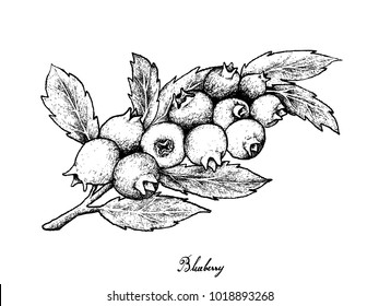 Berry Fruit, Illustration Hand Drawn Sketch of Blueberries Isolated on White Background. High inVitamin K, Vitamin C, Vitamin B and Minerals Tablet, Essential Nutrient for Life.
