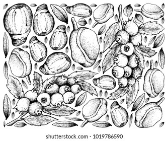 Berry Fruit, Illustration Hand Drawn Sketch of Blueberries and Red Mombin Isolated on White Background. High inVitamin K, Vitamin C, Vitamin B and Minerals Tablet, Essential Nutrient for Life.