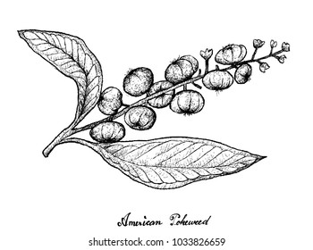 Berry Fruit, Illustration Hand Drawn Sketch of Fresh American Pokeweed, Simply Pokeweed or Phytolacca Americana Fruits Isolated on White Background.