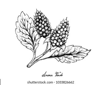 Berry Fruit, Illustration Hand Drawn Sketch of Fresh Amora Verde Berries Isolated on White Background.