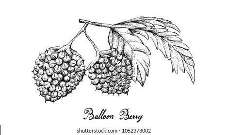 Berry Fruit, Illustration Hand Drawn Sketch of Fresh Balloon Berries or Rubus Illecebrosus Fruits Isolated on White Background.
