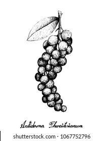 Berry Fruit, Illustration Hand Drawn Sketch of Antidesma Thwaitesianum Fruits Isolated on White Background. High in Vitamin C, B1, B2 and E with Pro-Vitamin A (Carotenoids).
