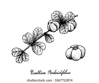 Berry Fruit, Illustration Hand Drawn Sketch of Red and Sweet Canthium Berberidifolium Frutis with Green Leaves Hanging on Tree Branch Isolated on White Background.
