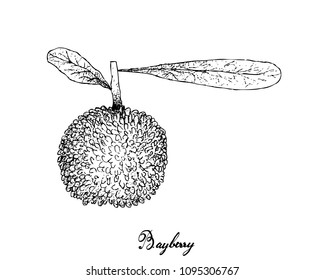 Berry Fruit, Illustration Hand Drawn Sketch of Fresh Bayberry or Myrica Rubra Fruits Isolated on White Background. High in Vitamin C with Essential Nutrient for Life.