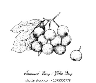Berry Fruit, Illustration Hand Drawn Sketch of Arrowwood Berries or Globose Berries Isolated on White Background. 
