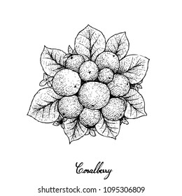 Berry Fruit, Illustration Hand Drawn Sketch of Coralberries or Symphoricarpos Orbiculatus Fruits Isolated on White Background. 