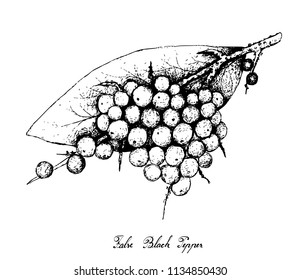 Berry Fruit, Illustration Hand Drawn Sketch of False Black Pepper or Embelia Ribes Fruits Isolated on White Background. A Good Source of Vitamin C and K.
