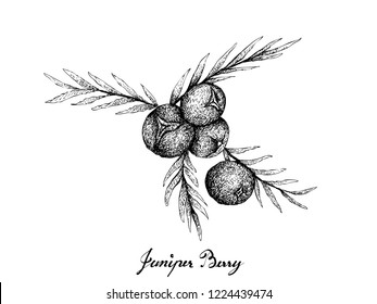 Berry Fruit, Illustration Hand Drawn Sketch of Juniper Berries Isolated on White Background. High in Bioflavonoids, Antioxidants and Minerals with Essential Nutrient for Life.