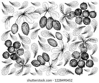 Berry Fruit Illustration Hand Drawn Sketch Stock Vector (Royalty Free ...