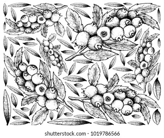 Berry Fruit, Illustration Wallpaper Background of Hand Drawn Sketch of Blueberry Fruits. High inVitamin K, Vitamin C, Vitamin B and Minerals Tablet, Essential Nutrient for Life.