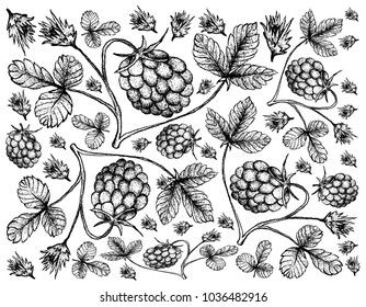 Berry Fruit, Illustration Wallpaper Background of Hand Drawn Sketch of Fresh Arctic Bramble, Arctic Raspberry or Rubus Arcticus Fruits.