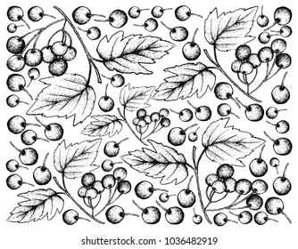 Berry Fruit, Illustration Wallpaper Background of Hand Drawn Sketch of Fresh American Cranberries or Vaccinium Macrocarpon Fruits.