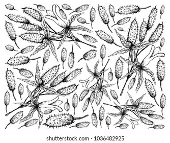 Berry Fruit, Illustration Wallpaper Background of Hand Drawn Sketch of Fresh Apple Berries, Apple Dumpling or Billardiera Scandens Fruits.

